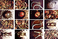 Life Cycle or Forbidden Fruit