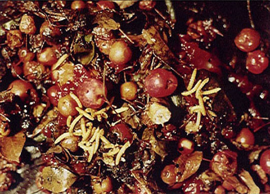 Life Cycle or Forbidden Fruit, 1993