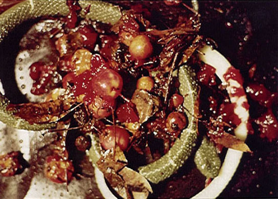 Life Cycle or Forbidden Fruit, 1993