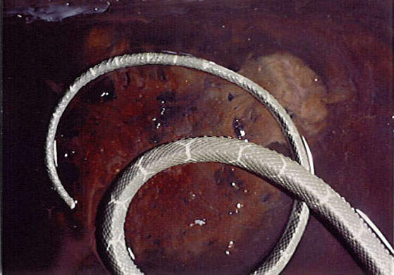 Life Cycle or Forbidden Fruit, 1993