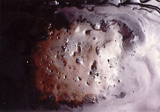 Life Cycle or Forbidden Fruit, 1993