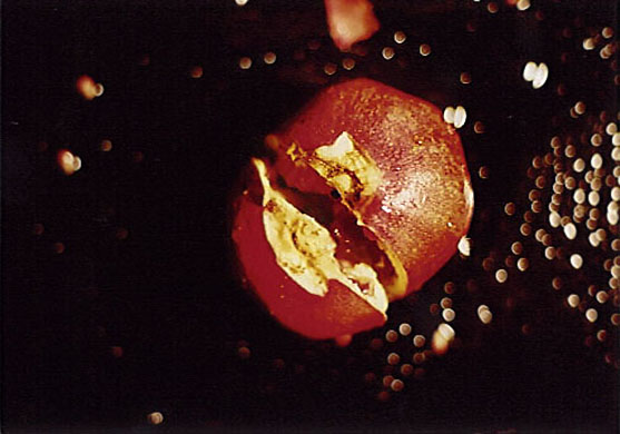 Life Cycle or Forbidden Fruit, 1993