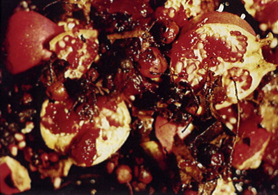 Life Cycle or Forbidden Fruit, 1993