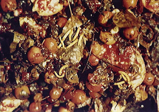 Life Cycle or Forbidden Fruit, 1993