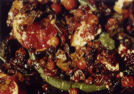 Life Cycle or Forbidden Fruit, 1993