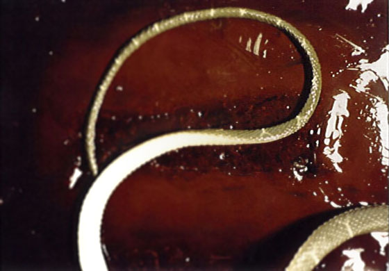 Life Cycle or Forbidden Fruit, 1993