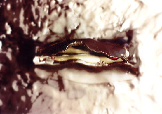 Life Cycle or Forbidden Fruit, 1993