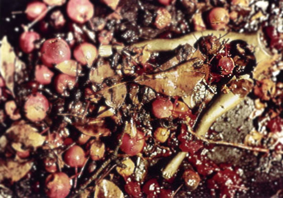 Life Cycle or Forbidden Fruit, 1993