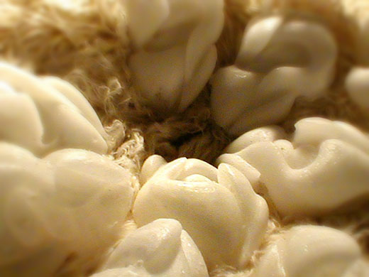 Autochthonous: The Soil's Offspring, 2003