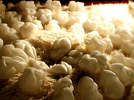 Autochthonous: The Soil's Offspring, 2003