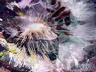 Dandelion I