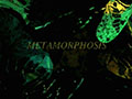 Metamorphosis, 1999