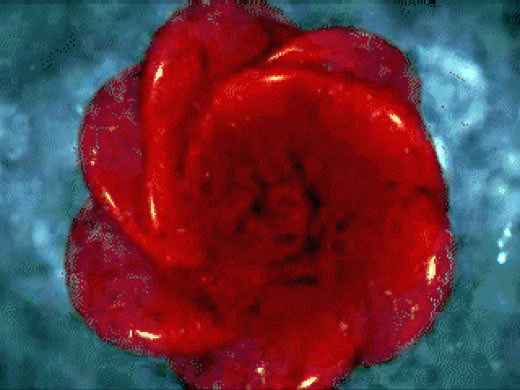 Super Symmetry, 2001